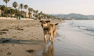 Dog running along a sandy beach on the Costa del Sol in the early morning