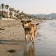 Dog running along a sandy beach on the Costa del Sol in the early morning