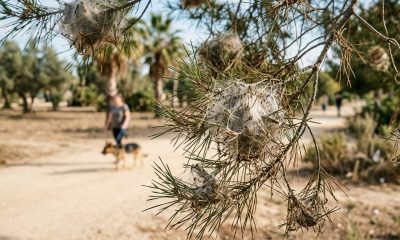 White silky processionary caterpillar nests in a pine tree with a dog on a lead in the background
