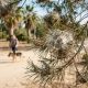 White silky processionary caterpillar nests in a pine tree with a dog on a lead in the background