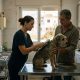 Vets, vaccinations and pet passports in Spain